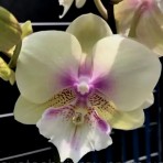 Phalaenopsis 1083-1 B S