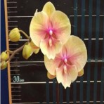 Phalaenopsis Lianher Rainbow B S