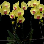 Phalaenopsis Lianher Golden Beauty B S
