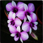Dendrobium Apichart Rainbow