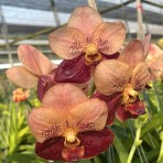 Vanda Suwannaphum Cardinal Flowering Size