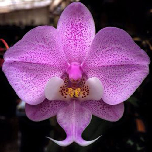 Phalaenopsis Cirebon B S Phalaenopsis Cirebon B S