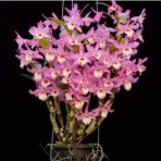 Dendrobium Candy B S