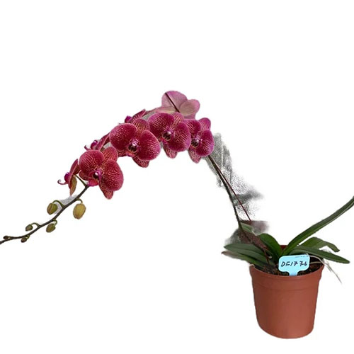 Phalaenopsis DF1776 Phalaenopsis DF1776