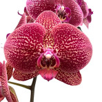 Phalaenopsis DF1776 Phalaenopsis DF1776