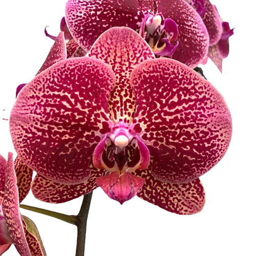 Phalaenopsis DF1776 Phalaenopsis DF1776
