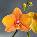 Phalaenopsis Edmonton B S Phalaenopsis Edmonton B S