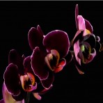 Phalaenopsis F3363 B S
