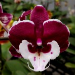 Phalaenopsis Fuller's F3865 B S