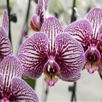 Phalaenopsis F89147 B S
