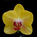 Phalaenopsis Fuller's Gold Princess  B S