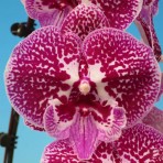 Phalaenopsis Fullers AH Plus 3837 B S