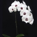 Phalaenopsis Charming Panda B S
