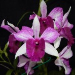 Dendrobium Frieda Bratanata Flowering Size