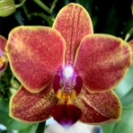 Phalaenopsis G845 B S