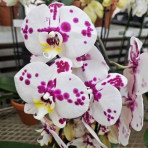Phalaenopsis GL355 B S Phalaenopsis GL355 B S