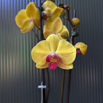 Phalaenopsis Lioulin Golden Beauty B S Phalaenopsis Lioulin Golden Beauty B S