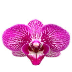 Phalaenopsis Guiyang B S Phalaenopsis Guiyang B S