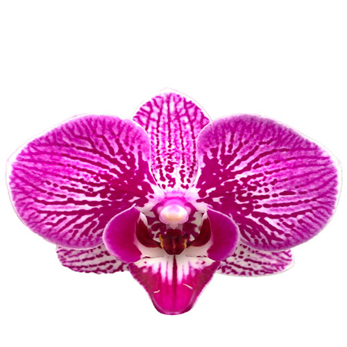 Phalaenopsis Guiyang B S Phalaenopsis Guiyang B S