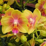 Phalaenopsis I-Hsin Venus 'Sweet Fragrant'B S