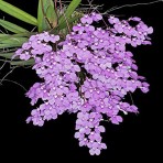 Ionopsis utricularioides Mounted BS