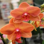 Phalaenopsis JB3819 B S