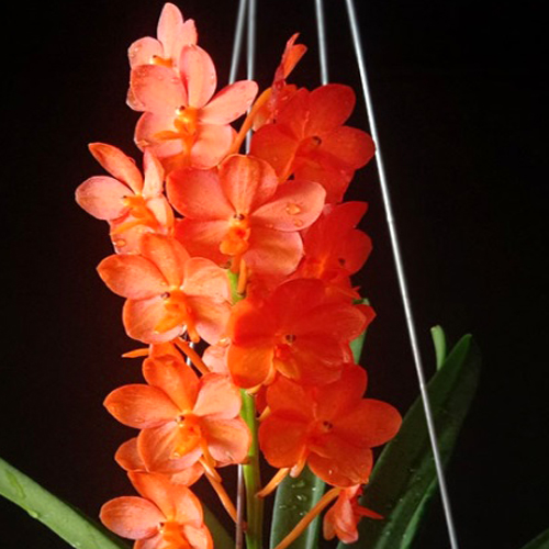Vanda Jairak Brightful Orange Orchid Online Purchase