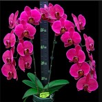 Phalaenopsis Lianher Super Red BS