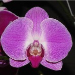 Phalaenopsis KV165 B S