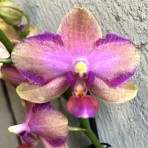 Phalaenopsis KV509 B S