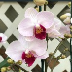 Phalaenopsis KV570 B S