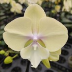 Phalaenopsis KV576 B S