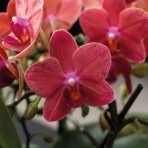 Phalaenopsis Cingho Diamond Salu Peoker B S