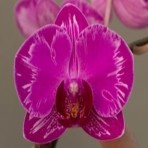 Phalaenopsis KV754 B S