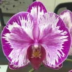 Phalaenopsis OX Happy  Girl X Juih Bao  Red Rose B S