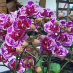 Phalaenopsis Magic Pearl X Ox Happy Girl BS