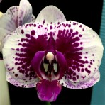 Phalaenopsis KV788 B S