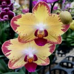 Phalaenopsis PB Sunrise B S