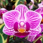 Phalaenopsis Little Gem Stripes B S