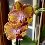 Phalaenopsis KVEG16 B S