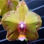 Phalaenopsis KVRGS B S