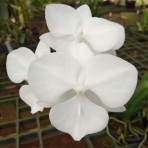 Phalaenopsis Shu Long Jelly Fish B S