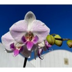 Phalaenopsis Charming Honey Bee B S