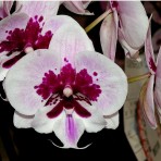 Phalaenopsis Lioulin Hot Lip B S