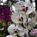 Phalaenopsis Lee1301 B S 