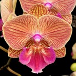 Phalaenopsis Tying Shin Eternal Star 'Golden Water'