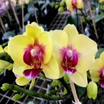 Phalaenopsis Peng Bo Asahi  B S