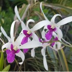 Dendrobium Mesangnil Flowering Size