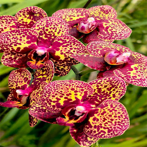 Phalaenopsis Montreal B S Phalaenopsis Montreal B S