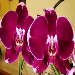 Phalaenopsis O1460 B S